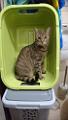 2016-12-04 09.43.40 - Inka